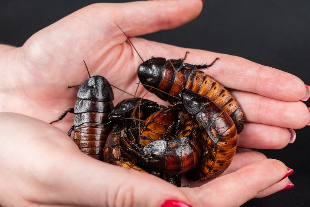 Why India's cockroach protesters are still on the streets in over 40C heat