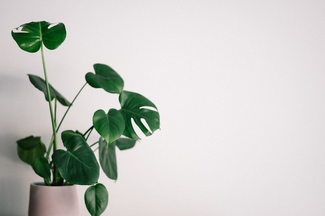 10 Indoor Plants That Thrive in Indian Homes and Actually Purify Your Air