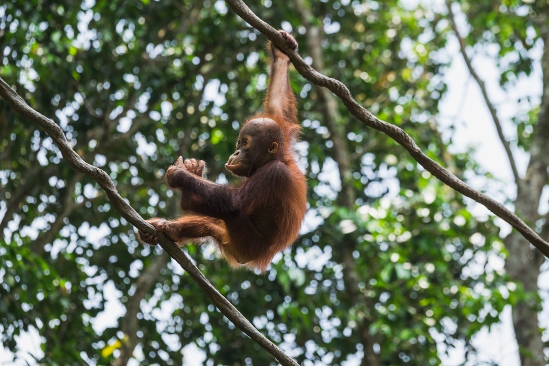Baby orangutans found in Indian forest spark trafficking inquiry
