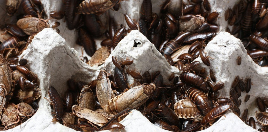 India's 'cockroach' party founder detained ahead of protest
